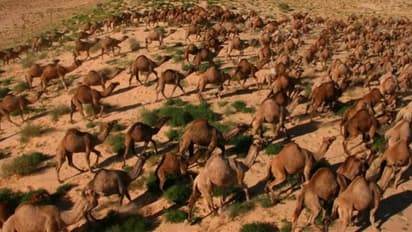 நாட்டையே வறட்சியாக்கிய 10 ஆயிரம் ஒட்டகங்கள்...!! சுட்டுக்கொல்ல முடிவு செய்த கொடூர நாடு...!!