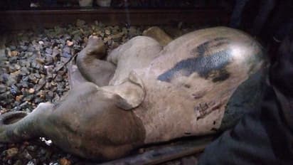 মায়ের সঙ্গে দ্রুত পালাতে পারেনি, রেললাইন পার হওয়ার সময় ট্রেনের ধাক্কায় মৃত্যু হস্তি শাবকের