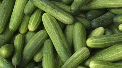 അടുക്കളത്തോട്ടത്തില് ചുരയ്ക്കയും സാലഡ് വെള്ളരിയും വളര്ത്താം