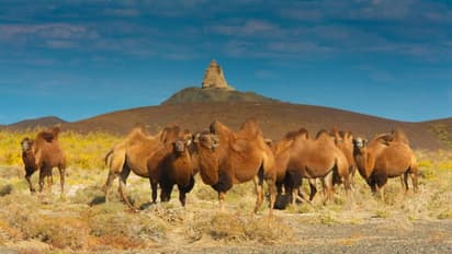 দাবানল কবলিত অস্ট্রেলিয়ায় শুরু হল নিধন যজ্ঞ, হত্যা করা হবে ১০,০০০ উটকে