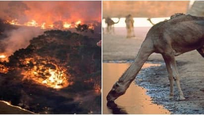 'വെള്ളംകുടി അമിതമാവുന്നു', ഓസ്ട്രേലിയ കൊന്നുതള്ളാൻ പോവുന്നത് 10,000 ഒട്ടകങ്ങളെ