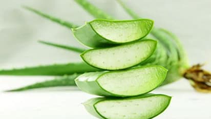 সৌন্দর্যের চাবিকাঠি লুকিয়ে রয়েছে অ্যালোভেরাতেই, জেনে নিন ব্যবহার বিধি
