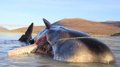 കയര്, കയ്യുറകൾ, പ്ലാസ്റ്റിക് ബാഗുകൾ, എണ്ണത്തിമംഗലത്തിന്റെ വയറ്റില് 100 കിലോഗ്രാം പ്ലാസ്റ്റിക് മാലിന്യം