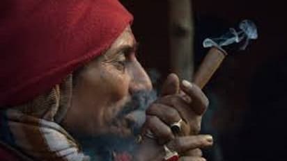 ಚಾಮರಾಜನಗರ: ಭಂಗಿ ಸೇವೆಗೆ ಬೆಳೆದಿದ್ದ 101 ಕೆಜಿ ಗಾಂಜಾ ವಶ..!