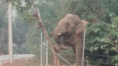 ವಿದ್ಯುತ್ ಶಾಕ್ ತಪ್ಪಿಸಿಕೊಳ್ಳಲು ಆನೆಗಳ ಹೊಸ ಟೆಕ್ನಿಕ್ !