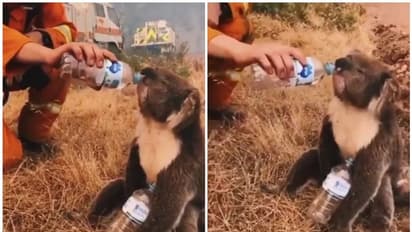 ദാഹിച്ചുവലഞ്ഞ കോലക്ക് വെള്ളം കൊടുക്കുന്ന സേനാം​ഗം: ഹൃദയം തൊടും ഈ വീഡിയോ