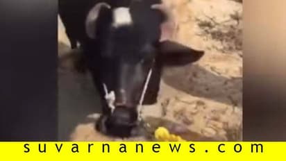 ತನ್ನನ್ನು ಕೊಲ್ಲದಂತೆ ಕಟುಕನ ಮುಂದೆ ಮಂಡಿಯೂರಿ ಕಣ್ಣೀರಿಟ್ಟಗರ್ಭಿಣಿ ಹಸು!