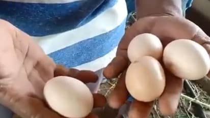 கொரோனா எதிரொலி..! தமிழகத்தில்... முட்டை விலை கடும் வீழ்ச்சி..!