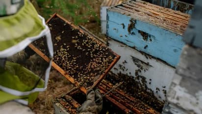 ബദാംതോട്ടങ്ങളില് കീടനാശിനികളുടെ അമിത ഉപയോഗം, തേനീച്ചകള് കൊല്ലപ്പെടുന്നത് കണക്കില്ലാതെ!