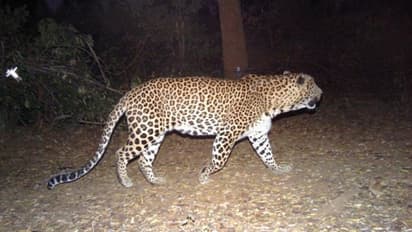 ಅರಣ್ಯ ಇಲಾಖೆಗೆ ಚೆಳ್ಳೆಹಣ್ಣು ತಿನ್ನಿಸಿದ ಆಗಂತುಕ ಚಿರತೆ!