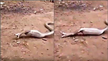 সাপের বিষের থেকেও বিষাক্ত, ছটফট করতে করতে উগরাতে হল স্বয়ং কেউটে-কেই, দেখুন ভিডিও