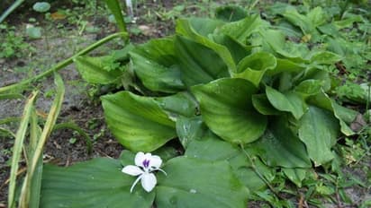 കച്ചോലം കൃഷി ചെയ്യാം; ഔഷധത്തിനും വരുമാനത്തിനും നല്ല മാര്ഗം