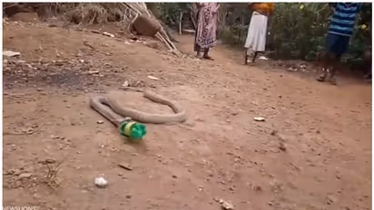 പ്ലാസ്റ്റിക് കുപ്പി വിഴുങ്ങിയ രാജവെമ്പാലയ്ക്ക് സംഭവിച്ചത്; വീഡിയോ കാണാം