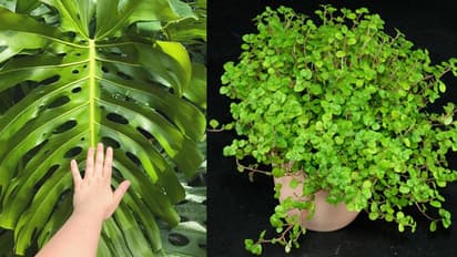 ടെന്ഷനും മൂഡൗട്ടും മാറ്റാം; ഈ അഞ്ച് ചെടികള് വീടിനകത്ത് വളര്ത്തി നോക്കൂ...