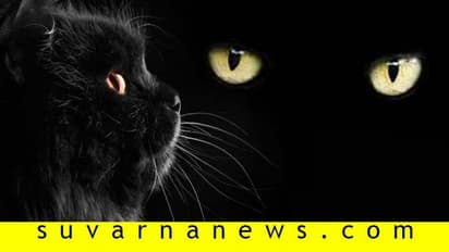 ವಧು-ವರರ ಮುಂದೆ ಬೆಕ್ಕು ಸಾಗಿದ್ರೆ ದಾಂಪತ್ಯ ಸೂಪರ್!