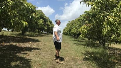 ആകെ 2,300 മാവുകള്, ഇതിലെ മുഴുവന് മാങ്ങകളും ആവശ്യക്കാര്ക്ക് സൗജന്യമായി നല്കുകയാണ് ഈ 'മാങ്കോ മാന്'