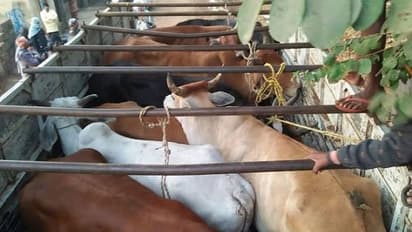 ಪೊಲೀಸರಿಗೆ ಮಾಹಿತಿ ಕೊಟ್ಟ ಮುಸ್ಲಿಂ ವ್ಯಕ್ತಿ: ಬೆಂಗಳೂರಲ್ಲಿ ಅಕ್ರಮ ಗೋ ಸಾಗಾಟ ಪತ್ತೆ