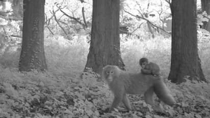 ഫുകുഷിമ ദുരന്തഭൂമിയില് വന്യജീവികളുടെ എണ്ണം കൂടുന്നു, മനുഷ്യര് പലായനം ചെയ്തത് പ്രധാന കാരണം?