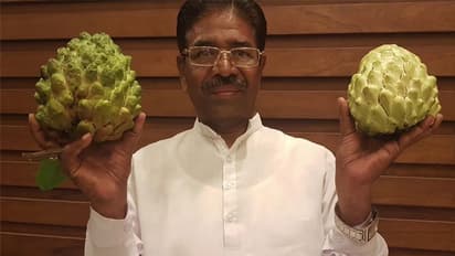 ഇനി സീതപ്പഴത്തിന്റെ പുതിയ ഇനവും, മെക്‌സിക്കന്‍ ആത്തച്ചക്കയും പോഷകസമ്പന്നം