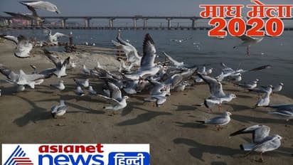 सात समुंदर पार से आए हैं संगम के ये विदेशी मेहमान, कई सालों से जारी है आने का सिलसिला