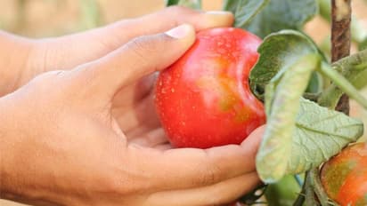 മള്ട്ടിനാഷണല് കമ്പനി വേണ്ട, സര്ക്കാര് ജോലി വേണ്ട; ഈ അഞ്ച് സ്ത്രീകള് ഇവയെല്ലാമുപേക്ഷിച്ച് കൃഷിയിലേക്കിറങ്ങിയതെന്തിന്?