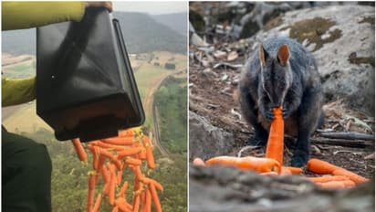 കാട്ടുതീ: വനത്തില് വിശന്നു വലഞ്ഞ മൃഗങ്ങള്ക്ക് ആശ്വാസമായി 'ആകാശത്ത് നിന്ന്' ക്യാരറ്റും മധുരക്കിഴങ്ങും