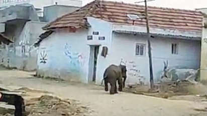 ನಾಡಿಗೆ ಬಂದ ಪುಟ್ಟ ಆನೆ ಮರಿಯನ್ನು ಉಪಚರಿಸಿ ಕಾಡಿಗೆ ಬಿಟ್ಟರು!