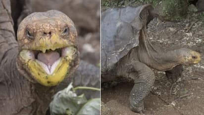 100 साल के कछुए को कहा जाता है प्लेब्वॉय, 12 मादाओं के साथ पैदा किये कई बच्चे