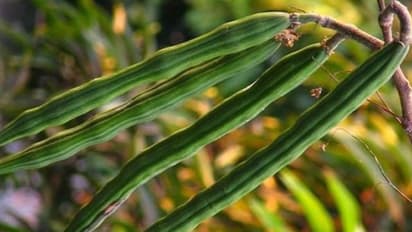 ‘మునగ’ తో మ్యాజిక్...ఇన్ని ప్రయోజానాలున్నాయా..?