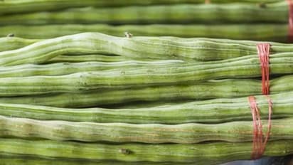 മുരിങ്ങ കൃഷി ചെയ്താല് ലക്ഷങ്ങള് നേടാം; ഉദാഹരണം ഇതാ ഇവിടെയുണ്ട് !