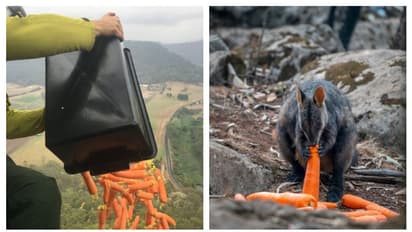 অস্ট্রেলিয়ার দাবানল কেড়েছে কোটি কোটি প্রাণ, বন্যপ্রাণীদের বাঁচাতে আকাশপথে ফেলা হল ২,২০০ কেজি সব্জি