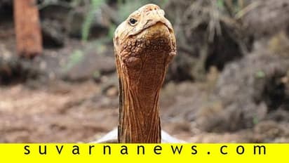 'ಸೆಕ್ಸ್ ಮಷೀನ್' ಖ್ಯಾತಿಯ ಡೈಗೋಗೆ ಪ್ಲೇ ಬಾಯ್ ಲೈಫಿಂದ ಮುಕ್ತಿ!