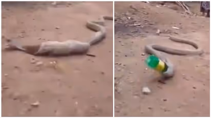 முழு பிளாஸ்டிக் பாட்டிலை விழுங்கி.. முடியாமல்... அப்படியே வெளியேற்றிய பாம்பு..!