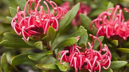 ഫോട്ടോഗ്രാഫര്മാര്ക്കേറെ ഇഷ്ടം, ടാറ്റൂ രൂപത്തില് യുവാക്കളുടെ കൈകളില്; ഈ പൂക്കള്ക്ക് എന്താണിത്ര പ്രത്യേകത?