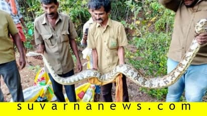 ರಬ್ಬರ್ ತೋಟದಲ್ಲಿ ಒಂದೇ ಕಡೆ 6 ಹೆಬ್ಬಾವು..!