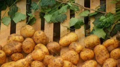 'പൊട്ടറ്റോ ചിപ്സ് വാങ്ങുമ്പോള് ഇതെവിടെനിന്ന് വരുന്നുവെന്ന് ചിന്തിക്കാറുണ്ടോ? എന്തൊക്കെ വളപ്രയോഗം നടത്തിയെന്ന് അന്വേഷിക്കാറുണ്ടോ?'