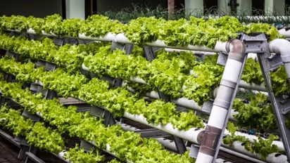 കൃഷി ചെയ്യാന് സ്ഥലമില്ലേ? വിഷമിക്കണ്ട ഈ വഴി പരീക്ഷിച്ചുനോക്കാം, ഇഷ്ടംപോലെ വിളവും...