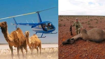 5000 ஒட்டகங்களை குறி பார்த்து சுட்டுக்கொன்றது ஆஸ்திரேலியா..! வறட்சி எதிரொலி...