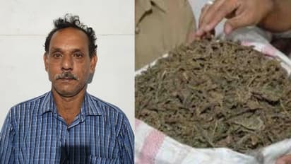 കോഴിക്കോട് വന് കഞ്ചാവ് വേട്ട; പത്ത് കിലോ കഞ്ചാവുമായി ഒരാൾ അറസ്റ്റിൽ