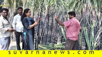 ಮೈಸೂರು: ಸಂಕ್ರಾಂತಿ ಹಬ್ಬಕ್ಕೆ ಖರೀದಿ ಭರಾಟೆ..!