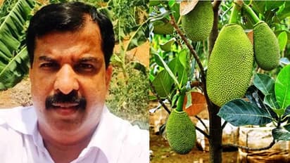 വര്ഷത്തില് രണ്ടുതവണയും പറിച്ചെടുക്കാം, പുതിയ ഇനം ചക്കയുമായി വര്ഗീസ് തരകന്; ഇതാണ് 'ആയുര്ജാക്ക്'