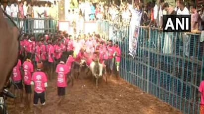 தொடங்கியது அவனியாபுரம் ஜல்லிக்கட்டு !! காளைகளை அடக்கும் காளைகள் !!