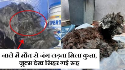घर वापस ना लौटे पालतू कुत्ता, इसलिए मालिक ने फेविकोल से चिपका दी बेजुबान की आंखें