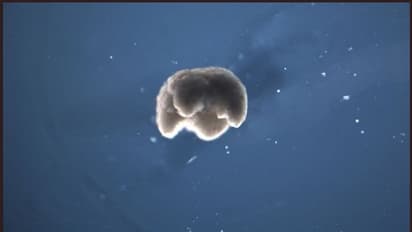 ആദ്യത്തെ ജൈവ റോബോട്ടിനെ നിര്മ്മിച്ച് ശാസ്ത്രലോകം; മനുഷ്യ ചരിത്രം മാറ്റുന്ന നിര്മ്മിതി?