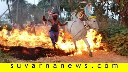 ಮಳವಳ್ಳಿಯಲ್ಲಿ ರಾಸುಗಳ ಕಿಚ್ಚೇ ಮೆಚ್ಚು