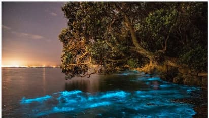 കടലുമുഴുവൻ നക്ഷത്രങ്ങൾ വാരിവിതറിയപോലെ, നീലവെളിച്ചംകണ്ട് അദ്ഭുതപ്പെട്ട് ഫോട്ടോഗ്രാഫര് !