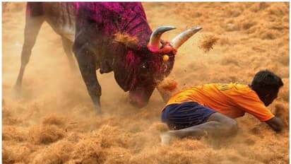 തമിഴ്നാട്ടില് ജല്ലിക്കെട്ടിനിടെ അപകടം: ഒരു സ്ത്രീ മരിച്ചു