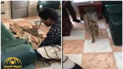 ബാഗില് പുലിക്കുഞ്ഞുങ്ങളുമായി സൗദിയിലെത്തിയയാള് അറസ്റ്റില് - വീഡിയോ