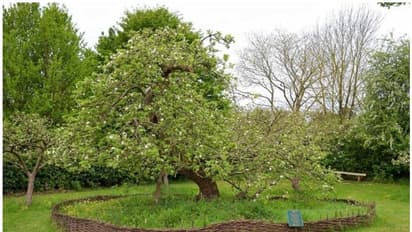 ആറുമാസം ബഹിരാകാശത്ത്, ഇനി ന്യൂട്ടൻ്റെ ആപ്പിൾ മരത്തിൻ്റെ വിത്തുകളുപയോഗിച്ച് പുതിയ ആപ്പിൾ മരങ്ങളും!