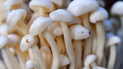 കൂൺ ചില്ലറക്കാരനല്ല; ഗുണങ്ങൾ അറിയാം